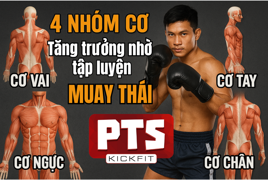 4 Nhóm Cơ Tăng Trưởng Nhờ Luyện Tập Muay Thái